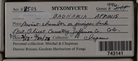 Badhamia affinis image